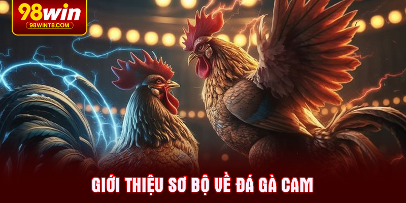 Giới thiệu sơ bộ về đá gà cam